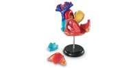 Modèle d'Anatomie - Coeur